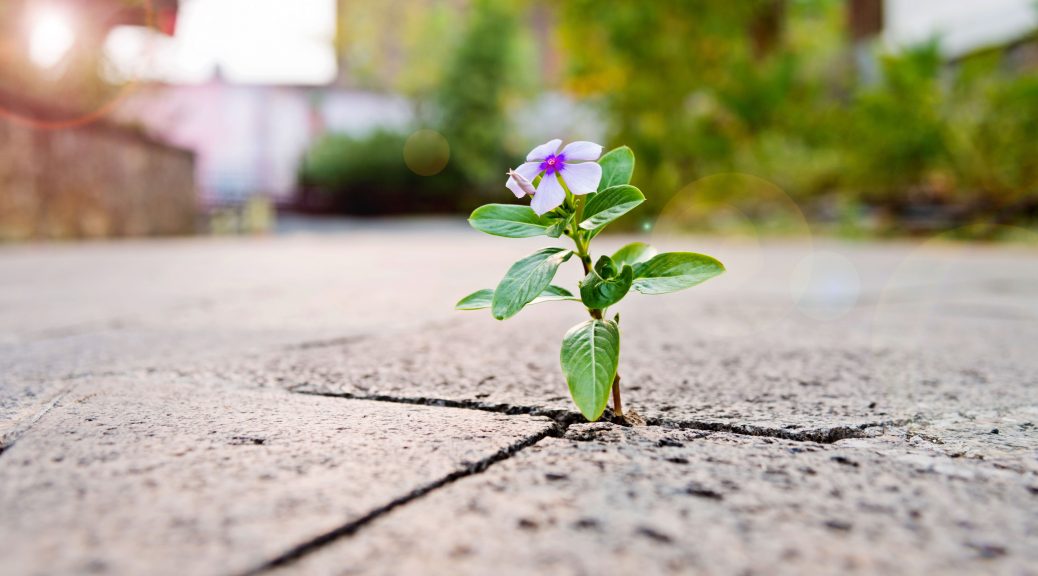 small purple flower growing from concrete
